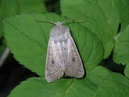 Attēlu rezultāti vaicājumam “Orthosia gracilis”