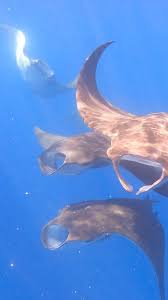 Image result for Mobula tarapacana