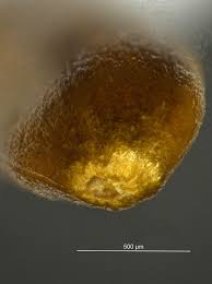 Attēlu rezultāti vaicājumam “Cirsium arvense fruit”