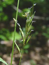 Attēlu rezultāti vaicājumam “Anthoxanthum odoratum fruit”