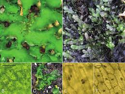 Attēlu rezultāti vaicājumam “Aneura pinguis”