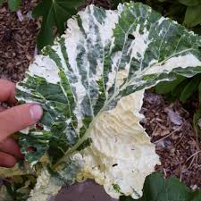 Attēlu rezultāti vaicājumam “Armoracia rusticana leaf”