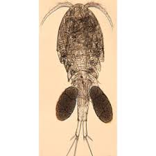 Attēlu rezultāti vaicājumam “Copepoda”