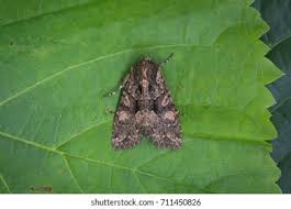 Attēlu rezultāti vaicājumam “Mniotype satura”