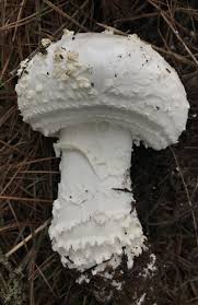Attēlu rezultāti vaicājumam “Amanita”