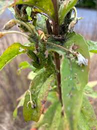 Attēlu rezultāti vaicājumam “Oenothera biennis leaf”