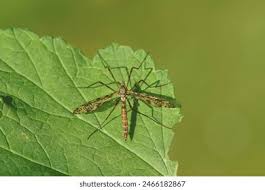 Attēlu rezultāti vaicājumam “Epiphragma ocellare”