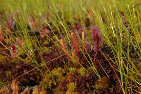 Attēlu rezultāti vaicājumam “Drosera anglica fruit”