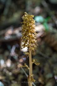 Attēlu rezultāti vaicājumam “Neottia nidus-avis”