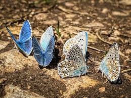 Attēlu rezultāti vaicājumam “Plebejus idas underside”