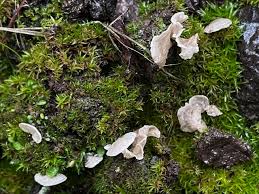 Attēlu rezultāti vaicājumam “Arrhenia retiruga”