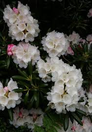 Attēlu rezultāti vaicājumam “Diderma radiatum”