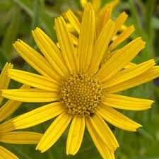 Image result for Buphthalmum salicifolium