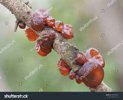 Attēlu rezultāti vaicājumam “Exidia cartilaginea”