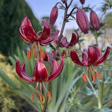 Attēlu rezultāti vaicājumam “Lilium martagon leaf”