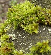 Attēlu rezultāti vaicājumam “Orthotrichum affine var. affine sporophyte”