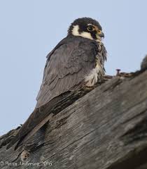 Attēlu rezultāti vaicājumam “Falco subbuteo”