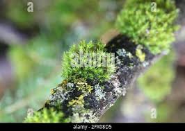 Attēlu rezultāti vaicājumam “Orthotrichum speciosum”