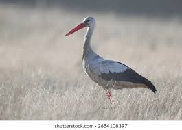 Attēlu rezultāti vaicājumam “Ciconia ciconia adult”