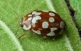 Attēlu rezultāti vaicājumam “Myrrha octodecimguttata”