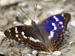 Attēlu rezultāti vaicājumam “Apatura ilia”