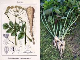 Image result for Pastinake