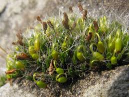 Attēlu rezultāti vaicājumam “Grimmia pulvinata”