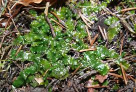 Attēlu rezultāti vaicājumam “Aneura pinguis”