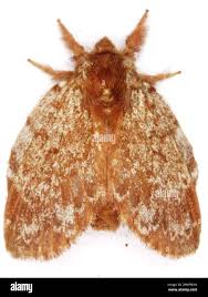 Attēlu rezultāti vaicājumam “Lasiocampidae”