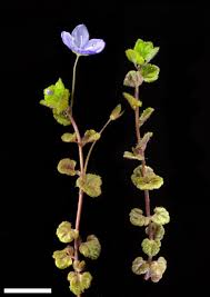 Attēlu rezultāti vaicājumam “Veronica filiformis flower”