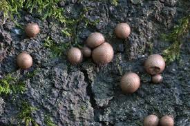 Attēlu rezultāti vaicājumam “Lycogala exiguum aggr. sessile”