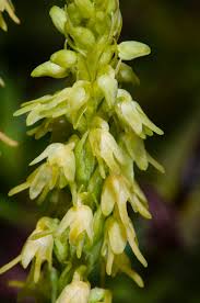 Attēlu rezultāti vaicājumam “Herminium monorchis flower”