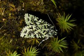 Attēlu rezultāti vaicājumam “Agonopterix ciliella imago”