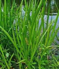 Attēlu rezultāti vaicājumam “Acorus calamus”