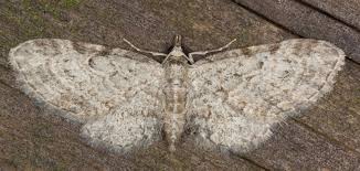 Attēlu rezultāti vaicājumam “Eupithecia tenuiata”