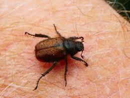 Attēlu rezultāti vaicājumam “Phyllopertha horticola”