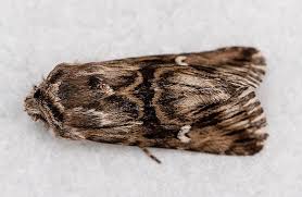 Attēlu rezultāti vaicājumam “Calophasia lunula larva”