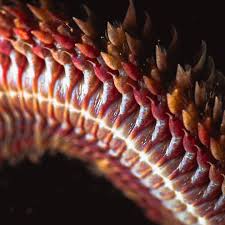 Attēlu rezultāti vaicājumam “Amaurochaete atra macro”