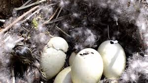 Attēlu rezultāti vaicājumam “Anas platyrhynchos eggs”