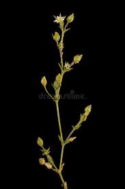 Attēlu rezultāti vaicājumam “Arenaria serpyllifolia flower”