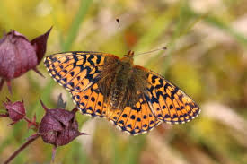 Attēlu rezultāti vaicājumam “Boloria aquilonaris upperside”