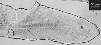 Image result for Caranx latus