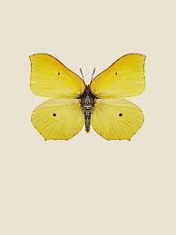 Attēlu rezultāti vaicājumam “Gonepteryx rhamni”