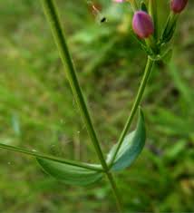 Attēlu rezultāti vaicājumam “Centaurium erythraea bud”