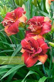 Image result for Hemerocallis `Moses Fire`