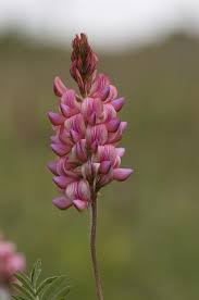 Image result for Onobrychis viciifolia