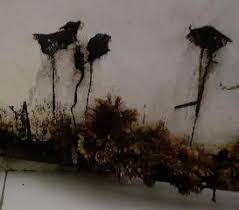 Attēlu rezultāti vaicājumam “Stemonitopsis aequalis var. microspora”