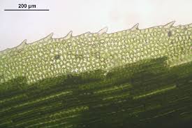 Attēlu rezultāti vaicājumam “Polytrichastrum longisetum”