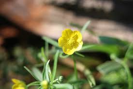 Attēlu rezultāti vaicājumam “Ranunculus auricomus”