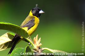 Attēlu rezultāti vaicājumam “Fringillidae”